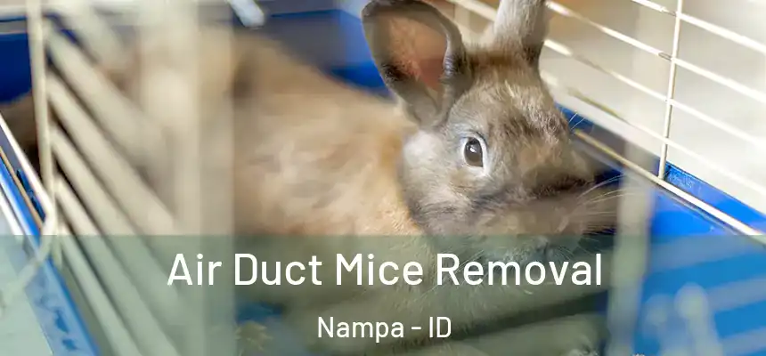 Air Duct Mice Removal Nampa - ID